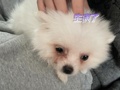 小狗低血糖抽搐，应该如何应对？（了解低血糖的症状和预防措施）
