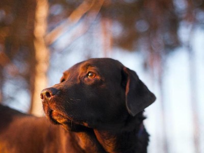 探寻拉布拉多猎犬的魅力（以宠物为主，你需要知道的一切）