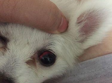 宠物狗下眼睑发红，可能有这些原因（从环境、饮食到疾病，探讨下眼睑发红的各种可能）