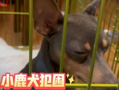 小鹿犬（探索小鹿犬不闹人的秘诀，让你的生活更加宁静）