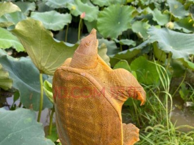 如何正确饲养黄河鳖？（以宠物为主，让黄河鳖健康成长）