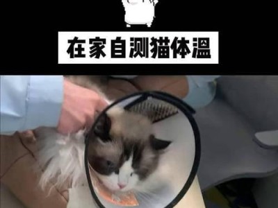 如何给小猫量体温？（准确测量小猫体温的步骤与注意事项）
