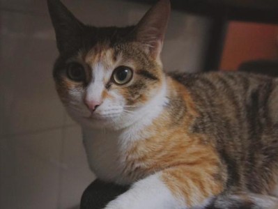 猫为什么喜欢咬拖鞋？（探索猫咪咬拖鞋的原因与解决方法）