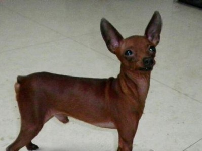 鹿犬为何爱咬东西？（探寻鹿犬咬东西的原因及解决方法）