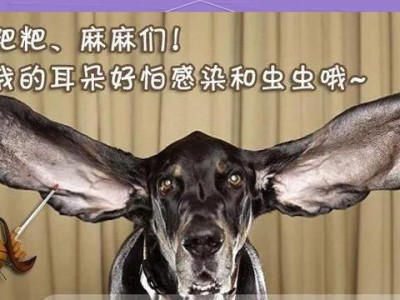 狗狗耳朵感染的原因及治疗方法（了解耳朵感染帮助狗狗早日康复）