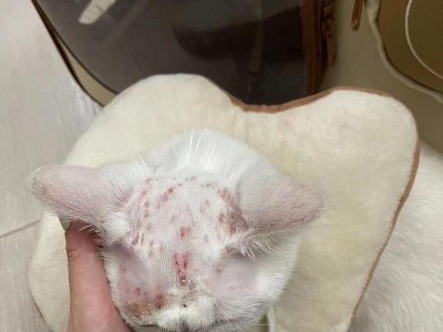 小猫咪长猫藓的治疗方法（有效药物和护理方法助您的猫咪战胜猫藓）