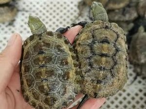 日本石龟的饲养方法（了解它的习性，让它成为你的好伙伴）