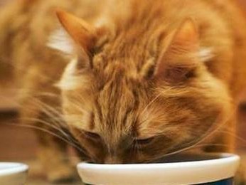 宠物猫的饮食禁忌（15种猫不能吃的食物，你知道吗？）