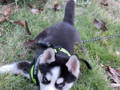 哈士奇脸肿了怎么办？（快速解决哈士奇脸部肿胀问题的方法）