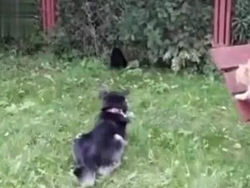 狗为何与猫为主要目标欺负之谜（揭秘狗与猫之间的厌恶关系）