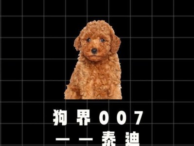 养一只泰迪犬的成本是多少？（泰迪犬养育费用及相关开支详解）