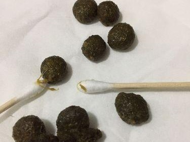 兔子大便的特征及其健康意义（揭秘兔子大便的形状、颜色和气味，了解兔子健康的重要指标）