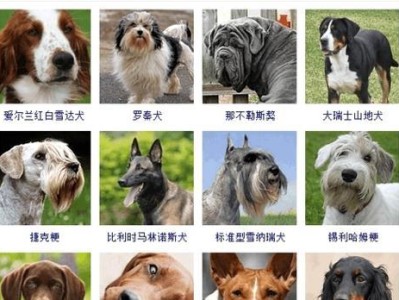 大瑞士山地犬的饲养方法（养犬需谨慎，大瑞士需照顾）