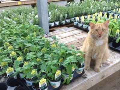 以养猫可以种哪些花？（为你的爱猫打造一个花园天堂）
