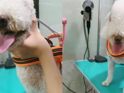 狗狗耳朵的保养指南（了解狗狗耳朵的结构和清洁方法，让你的宠物健康快乐）