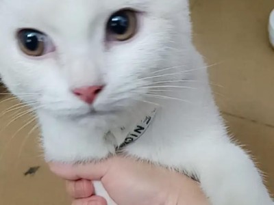 深夜遇见一只白猫（午夜探险，白猫的神秘之旅）