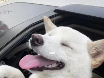 狗坐车为何喜欢伸头出窗？（探究宠物的天性和驾车安全问题）