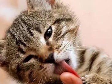 为什么猫咪会吐口水到人身上？（猫咪、口水、人类、交流、健康）