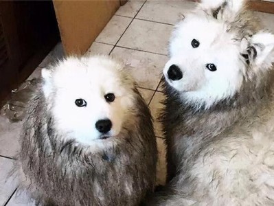 萨摩耶犬毛发护理宝典（打造萨摩耶犬的健康、美丽、舒适毛发）