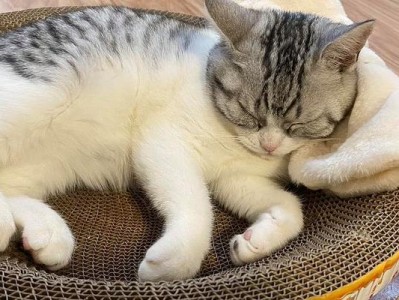 猫咪的叫声之谜（揭秘猫咪喜欢叫的原因及解决方法）