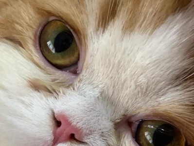 为什么猫咪最近眼屎变多了？（探究猫咪眼屎增多的原因与解决方法）