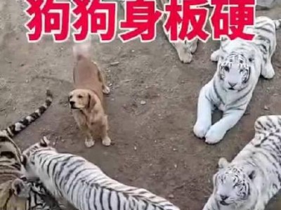 饲养金毛的误区与禁忌（了解这些才能给金毛最好的生活）