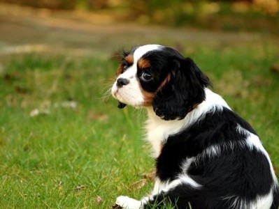 如何正确饲养查理士王小猎犬（一只健康快乐的小猎犬是你的好伴侣）