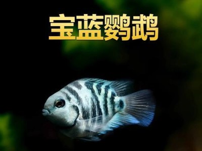 鹦鹉鱼的生长过程中的变化（从幼鱼到成鱼，探索鹦鹉鱼的变身之旅）