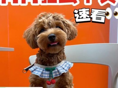 狗狗驱虫药的选择与使用（保护你的爱犬免受寄生虫侵害的有效方法）
