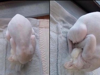 剃毛后的猫需要特别关注的事项（照顾剃毛猫的必要知识和注意事项）