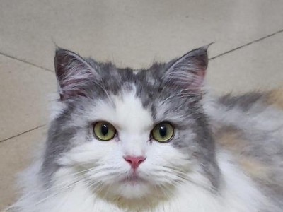 猫咪的不可思议世界（探索猫咪的天赋与技能）