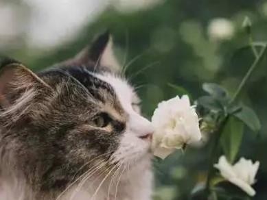 家有宠物，花园不减美——百合花与猫咪的共存之道（让你的猫咪和百合花和谐相处，打造美丽花园）