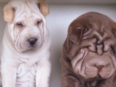 如何科学喂养沙皮幼犬（了解沙皮幼犬的生长特点，合理安排饮食）