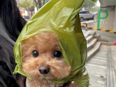贵宾犬修毛的最佳时机（掌握合适的时机，让你的贵宾犬焕发光彩）