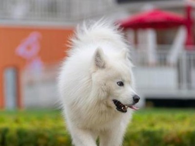 萨摩犬的健康饮食之道（以水果为主的月度饮食计划及营养需求）