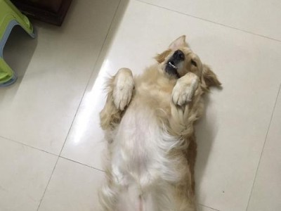 以母金毛什么时候绝育？（重要的健康决策与时间选择）