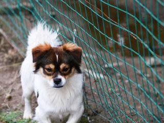 比利牛斯獒犬的饲养指南（宠物犬的健康生活与训练技巧）