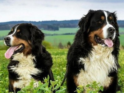 纠正伯恩山犬的领地攻击性（让你的宠物变得友善可爱）