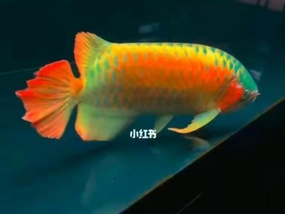 红龙鱼的饮食要点及适宜饲料选择（了解红龙鱼的食性和营养需求，合理选择饲料提供均衡饮食）