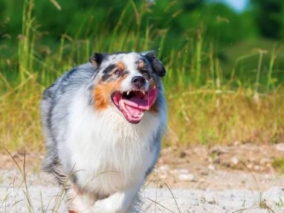 如何饲养澳大利亚牧羊犬——打造一位听话的好宠物（了解澳大利亚牧羊犬的基本知识，培养好习惯）