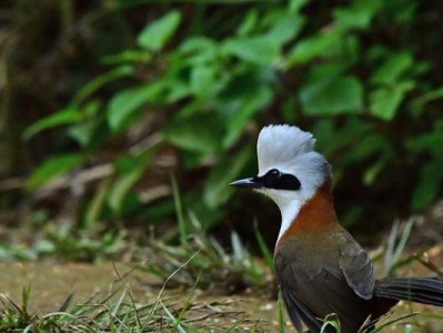 如何饲养健康活泼的白冠噪鹛？（宠物白冠噪鹛的喂养、生活和训练方法）