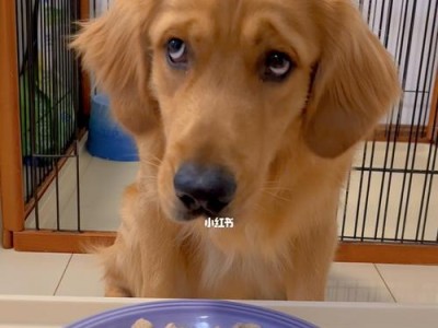 揭秘狗狗喜欢吃什么（探寻狗狗美食的秘密）