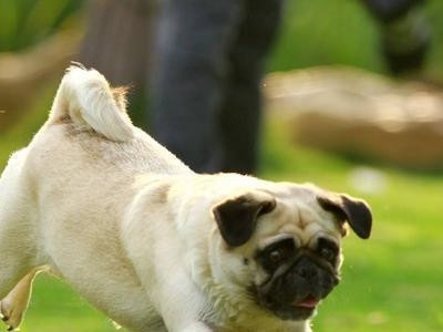 如何预防凯恩更犬厌食（宠物饮食的重要性）