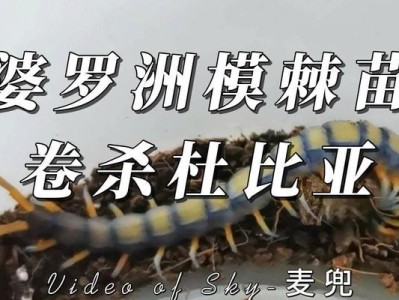 以杜比亚吃什么为主题的美食探索（探索杜比亚的独特美食文化，揭秘当地特色美食的制作和享用方式）