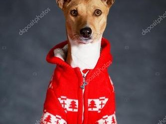 解读狗的基因（探索不同犬种之间的遗传特征与关联性，揭示狗的多样性与适应性）