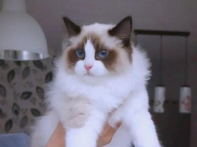 布偶猫的养育难点（布偶猫的缺点有哪些？如何解决？）