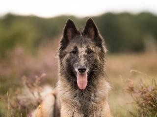 如何饲养比利时格罗安达牧羊犬？（打造一个健康、快乐的犬只生活）