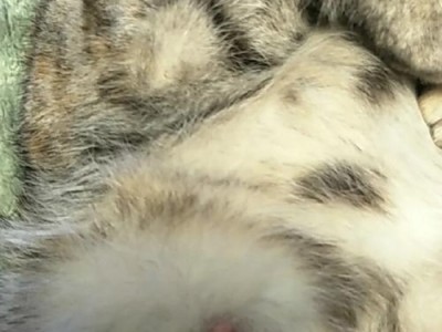 母猫未怀孕乳头的特征及原因剖析（探索母猫未怀孕乳头的外观特征和潜在原因）