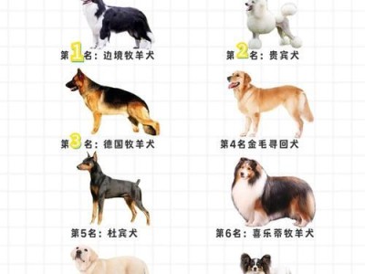 狗子昵称的力量——探索人与宠物关系的独特纽带（以狗子对应昵称为主题，深入探讨人与狗子的情感交流）