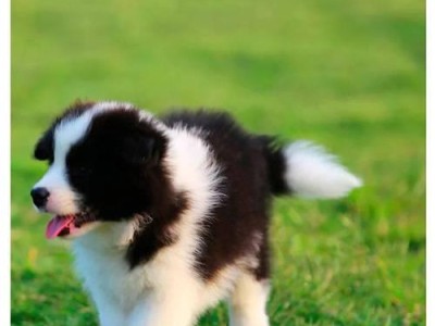 边境牧羊犬飞盘狗狗（发掘边牧的潜能，一起玩转飞盘运动！）